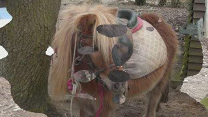 vidéo de marie.b sur les poneys shetland de boisemont