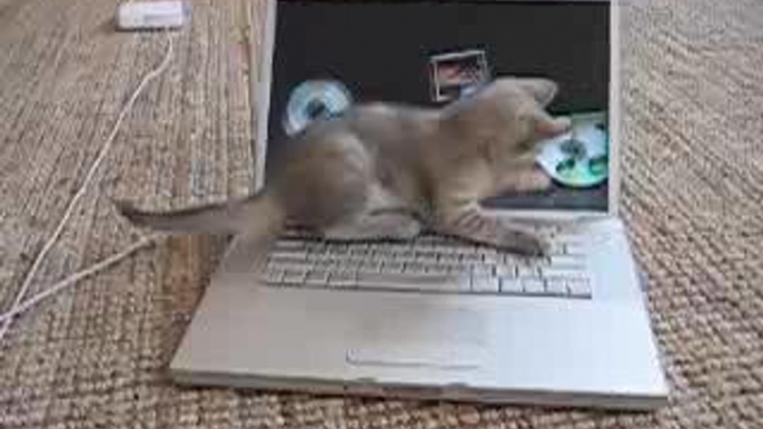 Un chaton sur un macbook pro