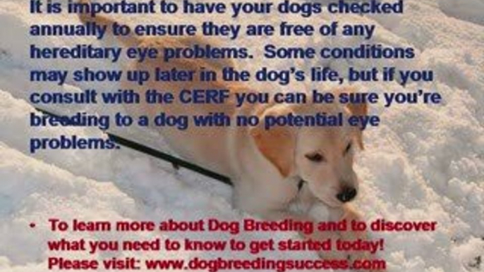 Dog Breeding - Hereditary Eye Problems