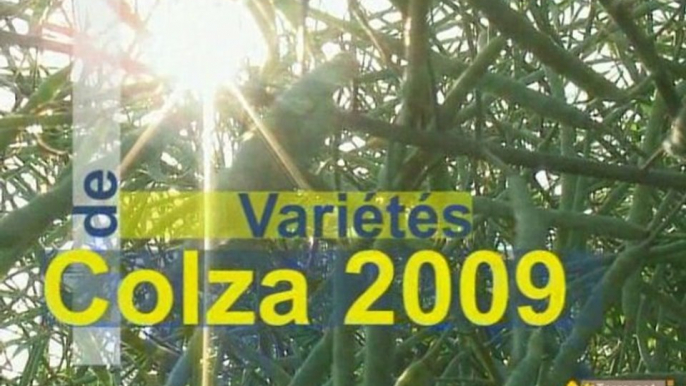 Colza : choix des variétés, que retenir