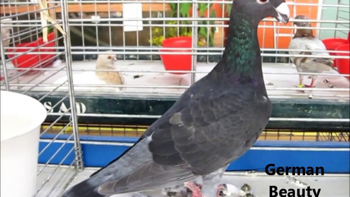 Fantezi Güvercin G, G ile İngilizce göster Güvercin Irkları  / Fancy Pigeon Breeds G, show Pigeons in English with G