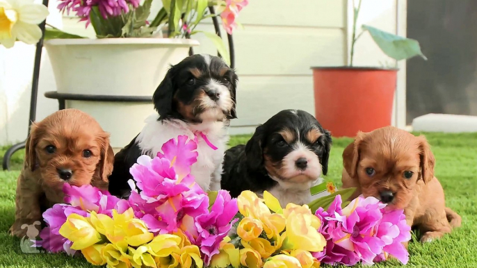 Cavalier Puppies Arrange Flower Bouquet, Not Professional Florists