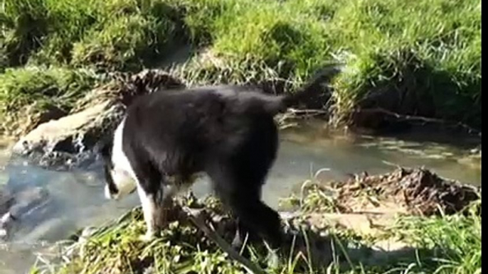 chiot border collie