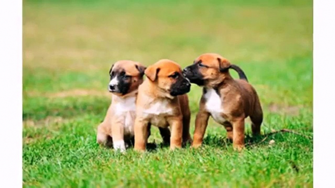 Funniest Dog Belgian Malinois Puppies - Animal Dog Videos