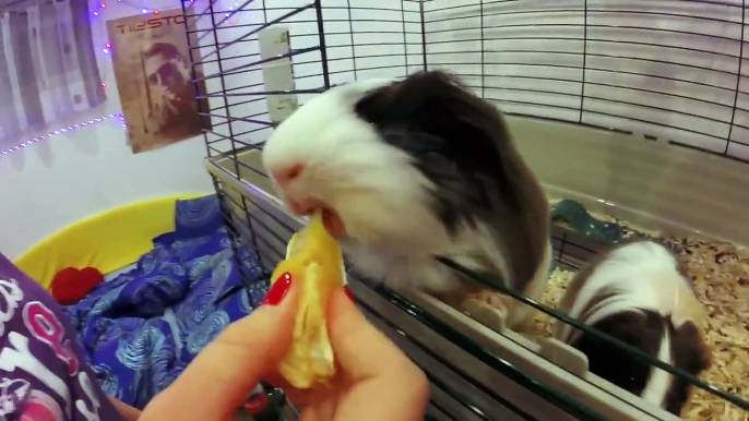 Tengerimalac Narancs evés / Guinea Pigs Eat Orange