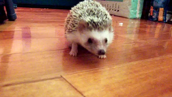 Henrietta the Hegehog