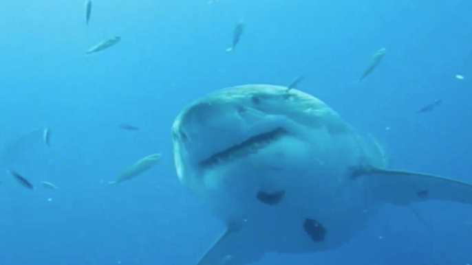 Le plus grand Requin Blanc jamais filmé !