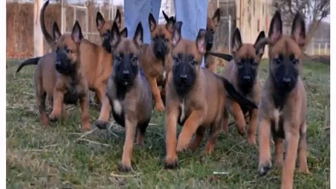 Funniest Dog - Belgian Malinois Puppies and Dogs Animal