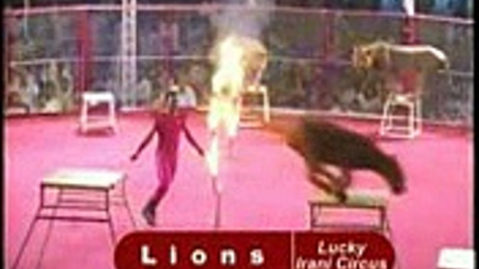 Lucky Irani Circus Introduction new video