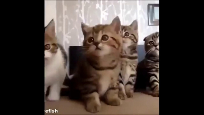 funny cat fails try not to laugh or grin,funny cat fails try not to laugh,funny cat fails 2015