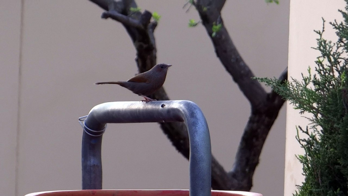 Beautiful Bird in Neelum Valley Kutton Azad Kashmir Pakistan on 11 April 2015 Time 6:18 am in the morning