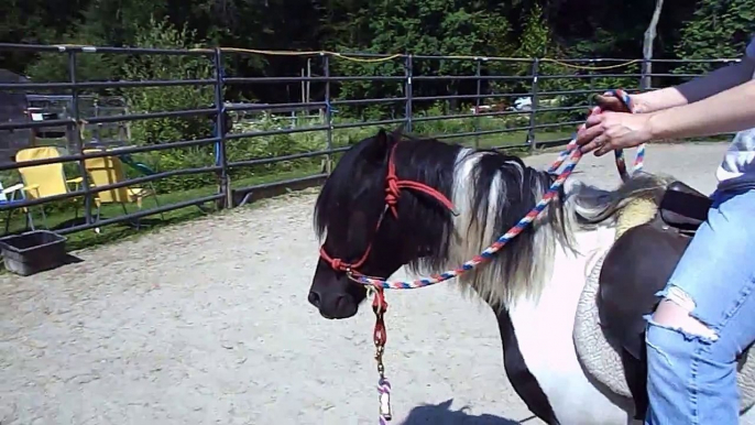 Starting a pinto pony under saddle