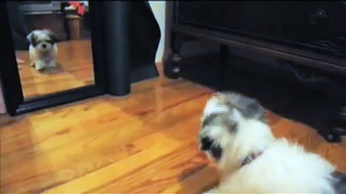 maltese shih-tzu (malshi) puppy barking at the mirror.