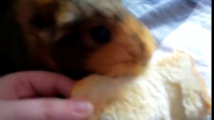 The three Guinea Pigs eating toast!