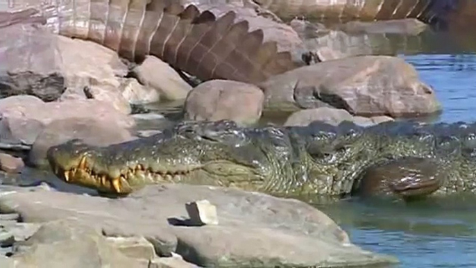 Tigress Machli Kills 14 foot long Crocodile