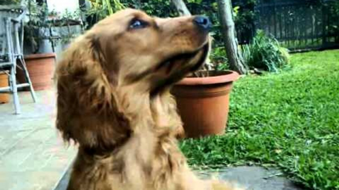 İngiliz Cocker Spaniel