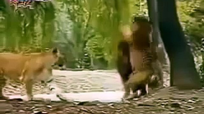 Tiger vs Lion Real Figt to Death in Jungle Animal Fight TV Hot hot Call 1-888-364-6357 For the Best