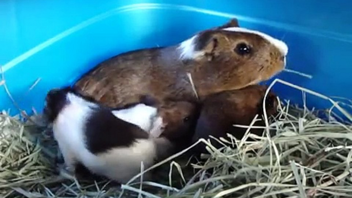 Baby Guinea Pigs 2 hours old and already popcorning!