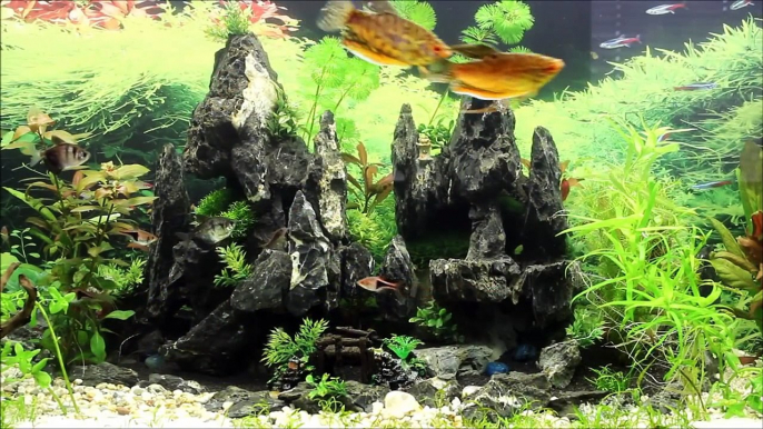 450l Aquarium Gesellschaftsbecken