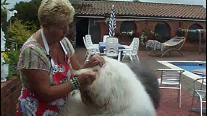 Old English Sheepdog