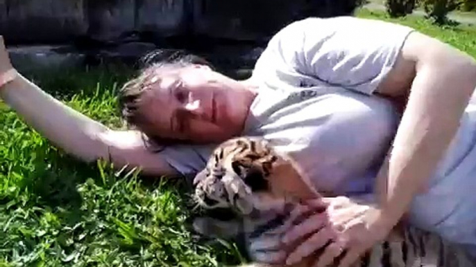 4 week old tiger cub (Zoological Wildlife Foundation)