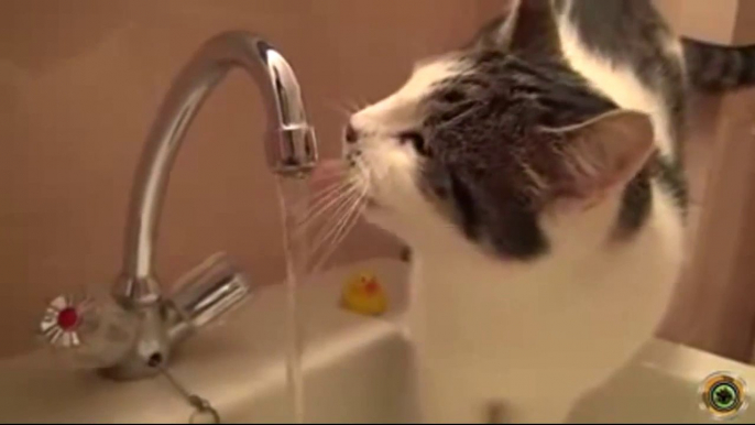 funny cat fails compilation, funny cat fails vines, funny cat fails try not to laugh or grin