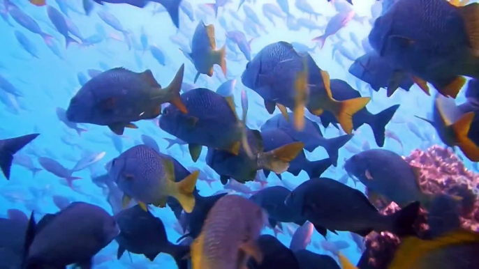 Underwater in the Galapagos Islands: Sharks, Sea Turtles, Sea Lions, and Rays