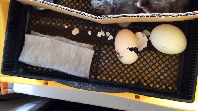 silkie chicken egg hatching araucana chicks - couldnt have timed it better