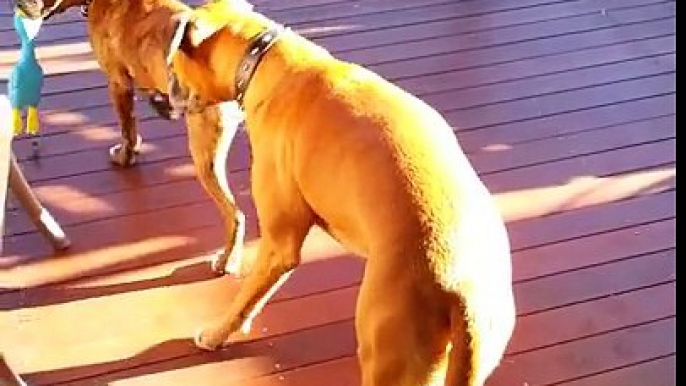 Funny Boxer Puppy is too fast for gentle Boxer Dog!