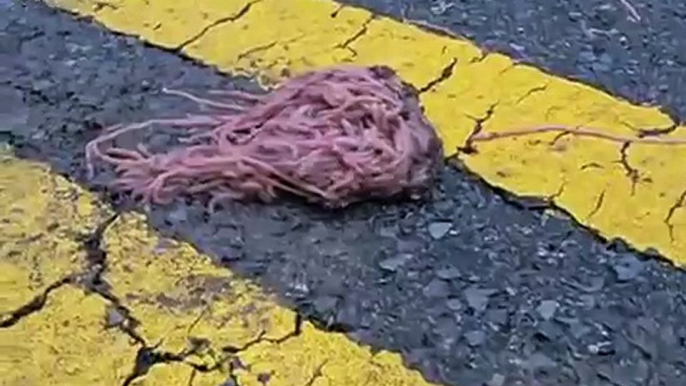 LiveLeak.com - Texas sized worm piles found on highway after flood