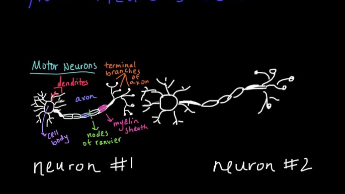 How Neurons Communicate