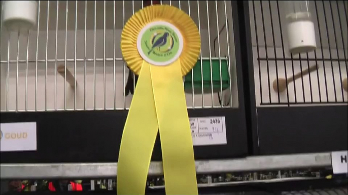 canaries and finches birds show
