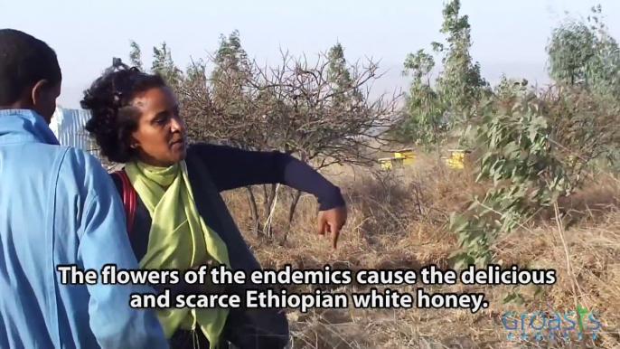 Training Ethiopian honey beekeepers with Mr. Gebremedhin Woldewahid from CGIAR / ILRI Addis Abbaba.