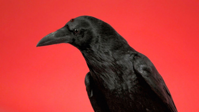 Three-Eyed Raven Predicts the Ruler of Westeros