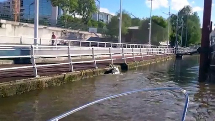 Un cisnes batalla increíbles