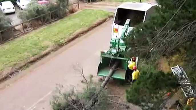 bandit wood chipper and big tree cutting with Arbor Ace Tree