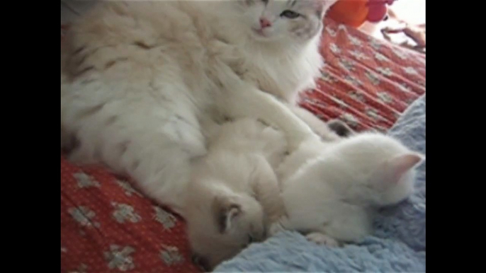 Momma Cat Takes Care of 3 Week Old Ragdoll Kittens