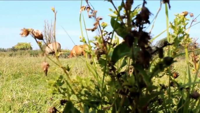 Vroege Vogels - Wilde paarden