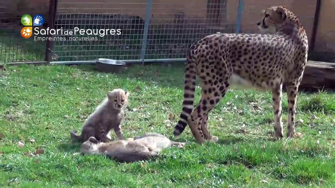 Bébés guépards nés au Safari de Peaugres