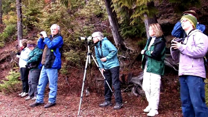 Common Loon Citizen Science Project | school science projects, | physics science experiments,