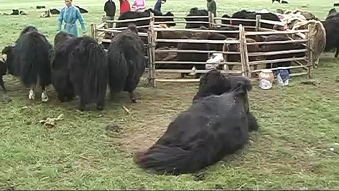 Mongolia - yak milking