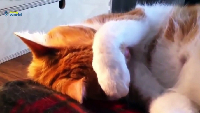 Cute Animal Videos Compilation 2015 - Best cat Videos 720p - HD