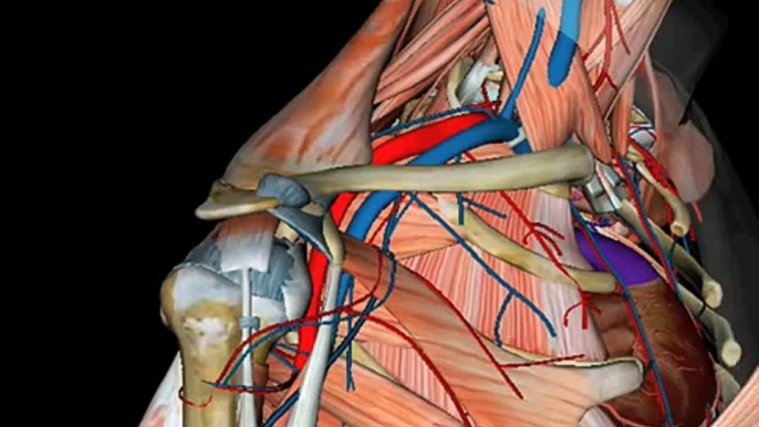 Netter's 3D Interactive Anatomy and Elsevier's 3D Interactive Anatomy