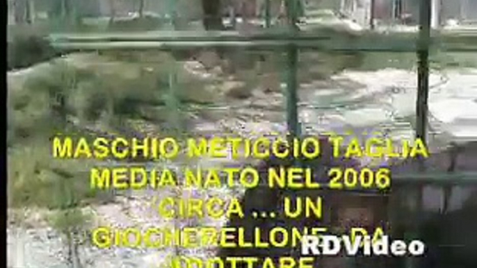 RDVideo - TOLOMEO - cane da adottare - Canile "Il Rifugio" Prato 13-04-09