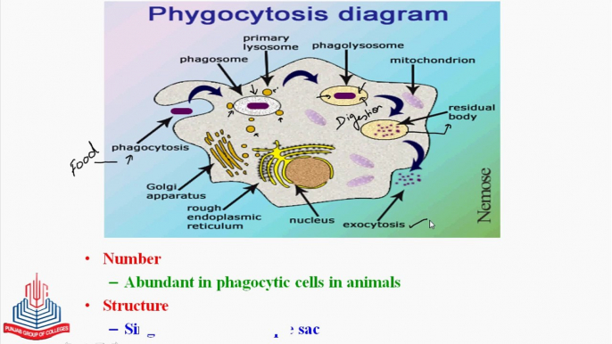 Lysosomes , Phagocytosis & Autophagy