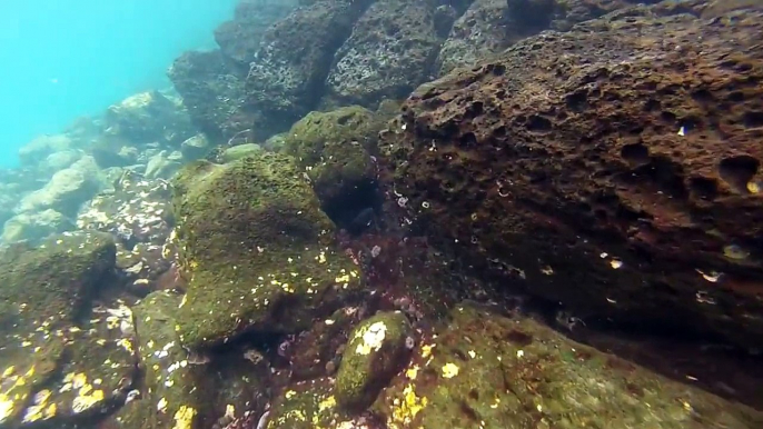 Snorkeling with sea lions in Santa Fe Island, Galapagos