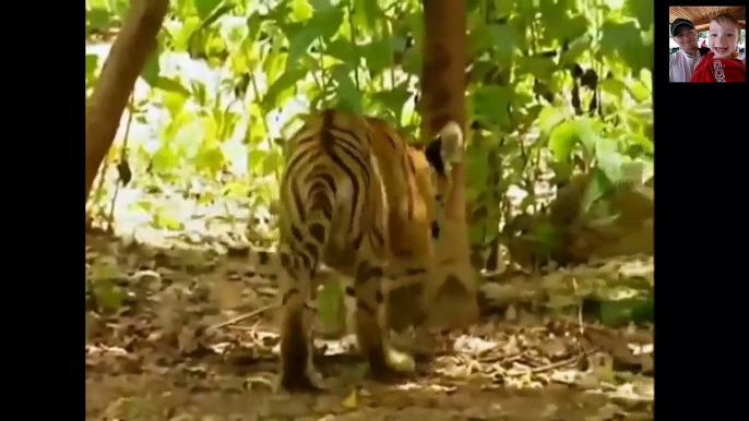 Crazy Monkey Disturbing Big cats - Gibbon taunts tiger cubs Funny Animals Video