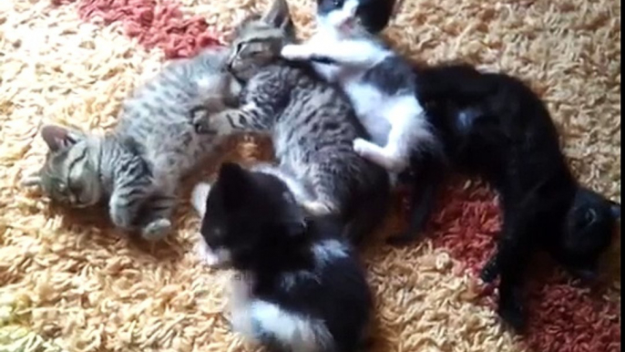 Sleepy kittens! They just want to sleep, but those pesky humans won't let them.