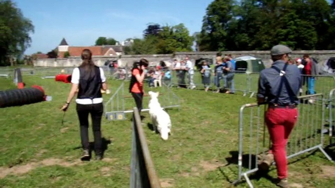 premier concour d'agility berlencourt le couroy 1er degrè exellent