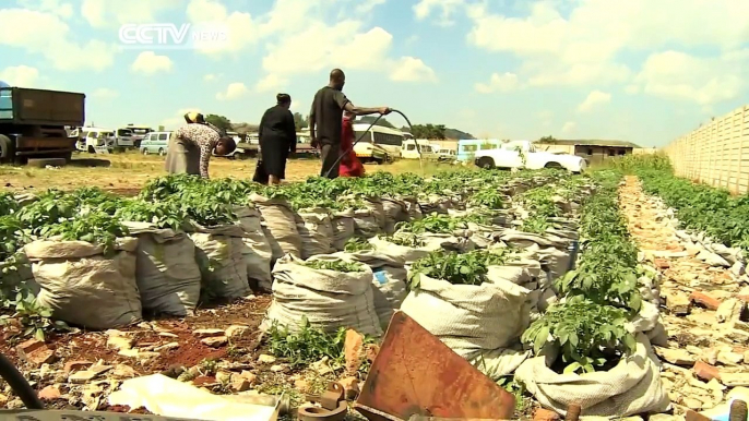 Zimbabwe: Potato Farming in Sacks